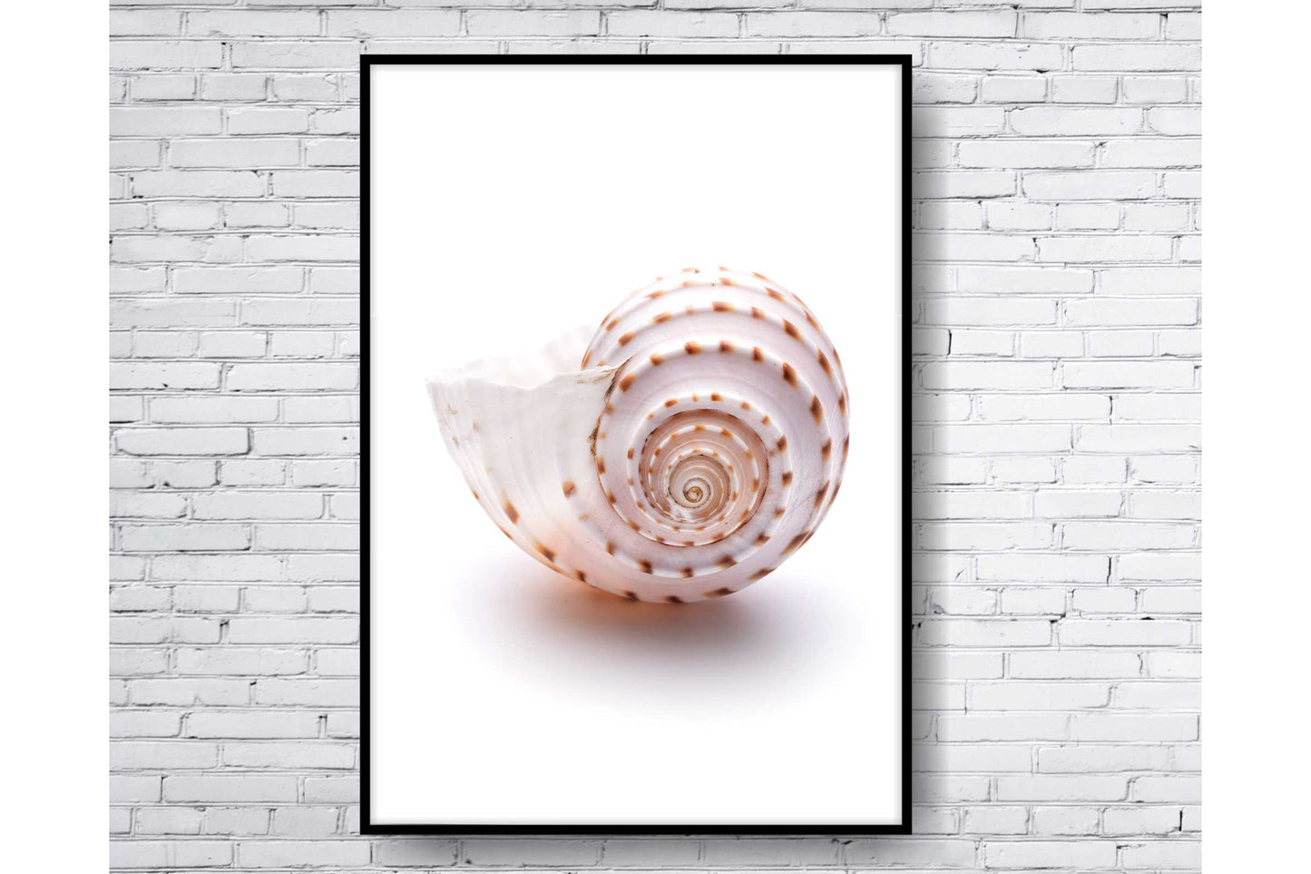 Set of 3 prints. Beach Ocean Wall Art. Sea shells. Size A4. #0250