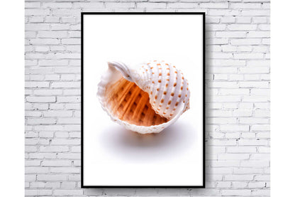 Set of 3 prints. Beach Ocean Wall Art. Sea shells. Size A4. #0250