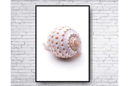 Set of 3 prints. Beach Ocean Wall Art. Sea shells. Size A4. #0250