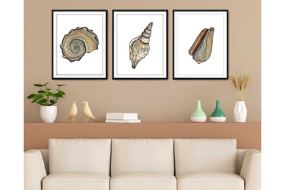 Set of 3 prints. Beach Ocean Wall Art. Sea shells drawings. Size A4. #0251