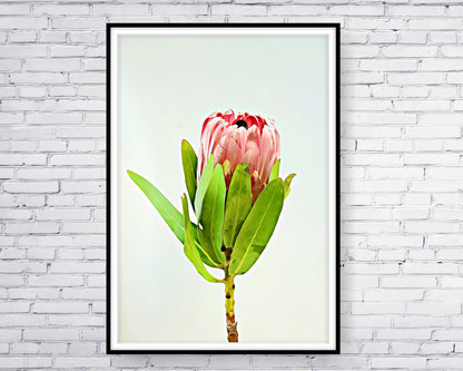 loral and tropical floral wall art. Watercolour Floral and tropical floral prints.