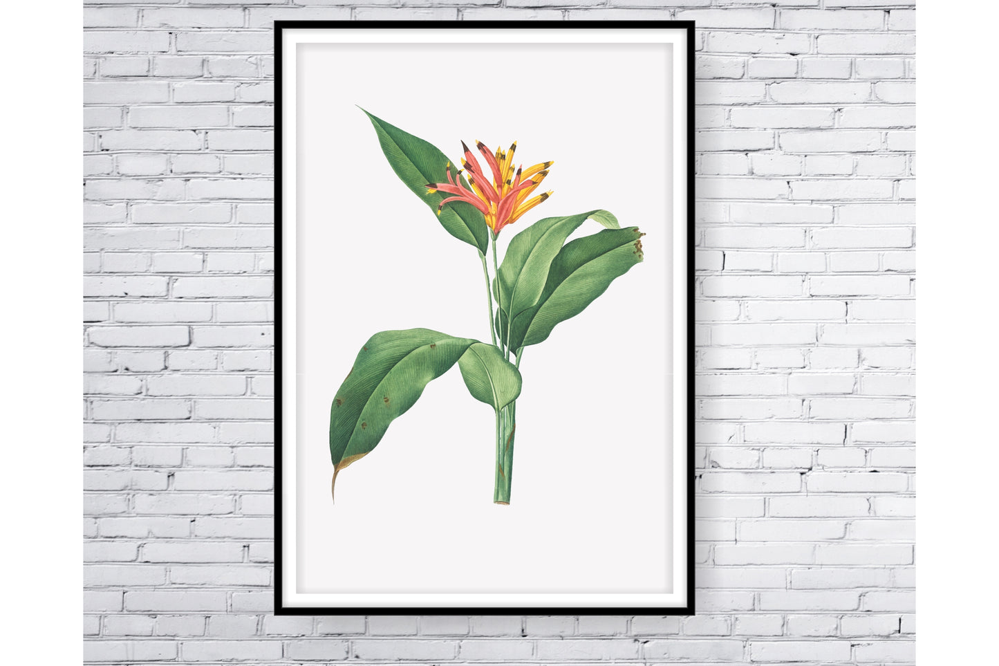 loral and tropical floral wall art. Watercolour Floral and tropical floral prints.