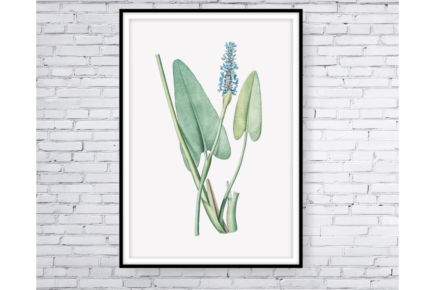 loral and tropical floral wall art. Watercolour Floral and tropical floral prints.