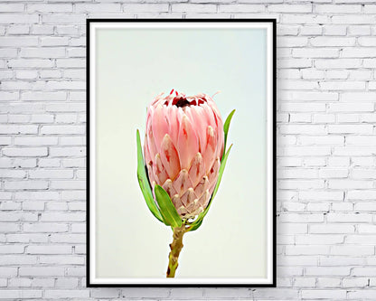 loral and tropical floral wall art. Watercolour Floral and tropical floral prints.